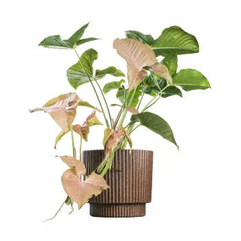Fresh Syngonium 
